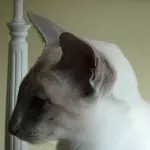 profil naï-mee