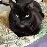 Lunita portrait