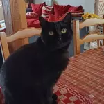 Minette