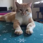 hera