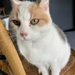 Lola