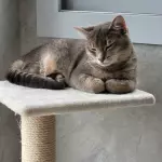 Astra arbre à chat