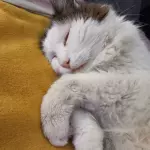 Micha