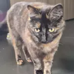 Gigi