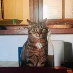 mimi