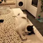 Olaf