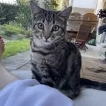 Akra