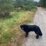 Promenade forêt 