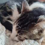 Pepper 