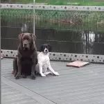 mes chiens