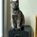 ARWEN